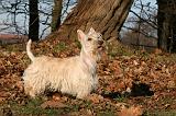 SCOTTISH TERRIER 120